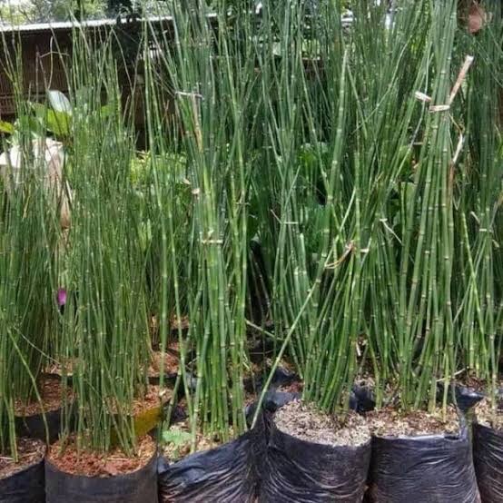 Tanaman hias bambu air/tanaman hias bambu air siap tanam