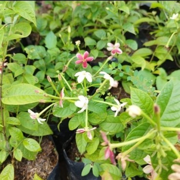 bibit pohon melati belanda - tanaman melati belanda