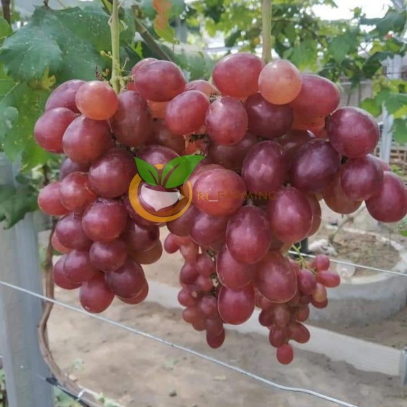 BIBIT ANGGUR MERAH SUPER MANIS