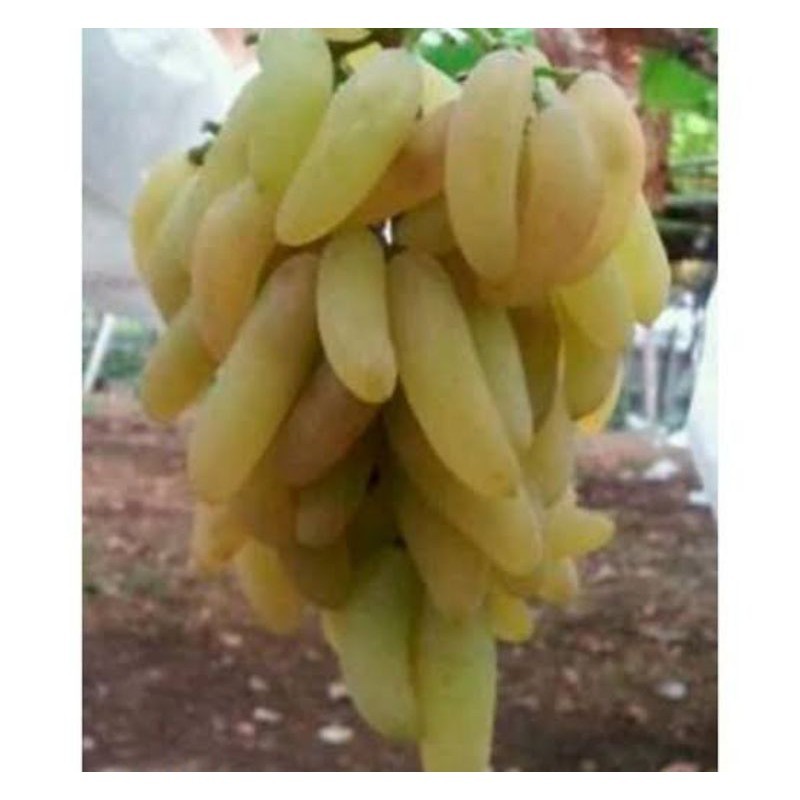 

ANGGUR IMPORT BANANA SUPER