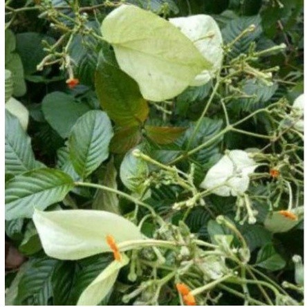

DAUN KINGKILABAN SEGAR 100 LEMBAR TERMURAH OBAT HERBAL ALAMI, OBAT HERBAL MURAH, OBAT HERBAL TRADISIONAL