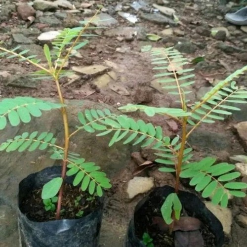Bibit Pohon Turi Merah - Tanaman Herbal