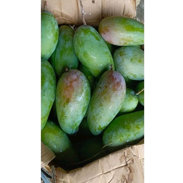 

TEBUS AMBYAR mangga kiojay Thailand 400- 500gr TERLARIS