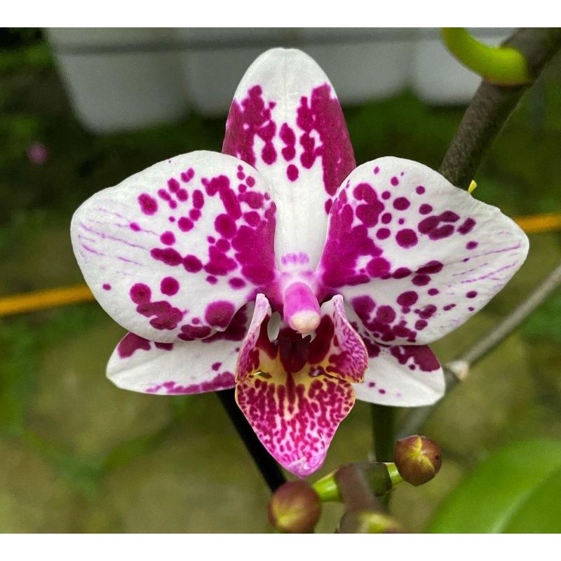 Anggrek Bulan putih totol