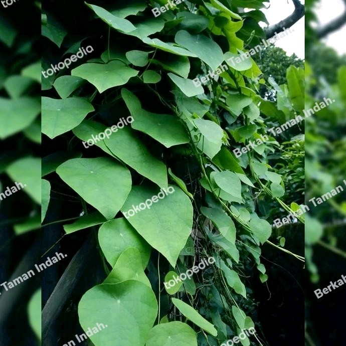 Bibit Tanaman Cincau Bulu Hijau - Pohon Daun Cincau Bulu Rambat