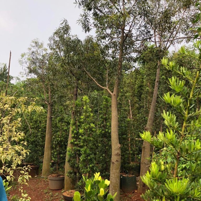 Pohon Bottle Tree Ready Stock || Free ongkir