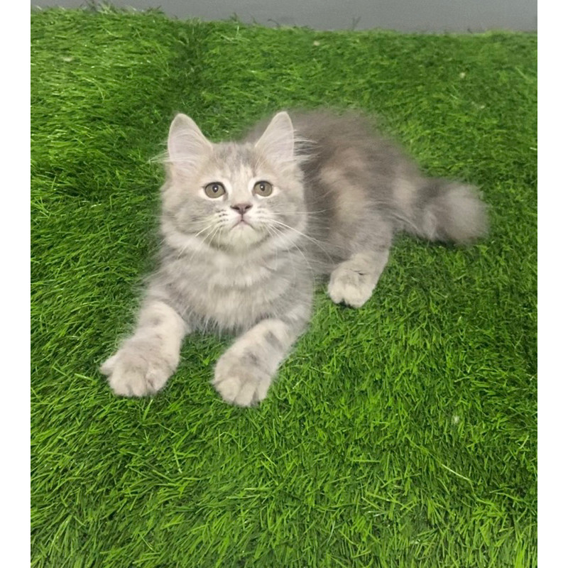 Kucing Kitten Persia Flat Nose