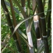 Bibit Tebu Hitan Tebu ireng tanaman hias tebu hitam