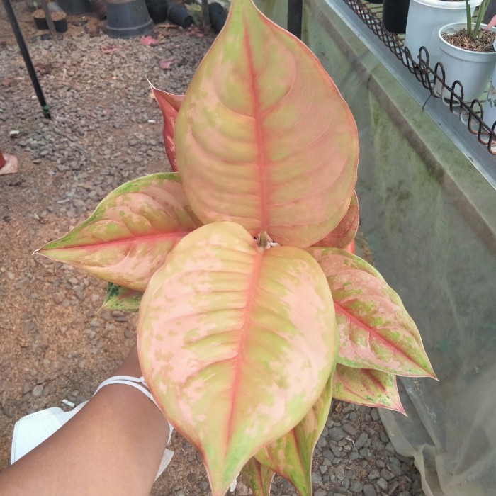 Aglonema Light Of Diamond (LOD)/tanaman hias aglonema/LOD