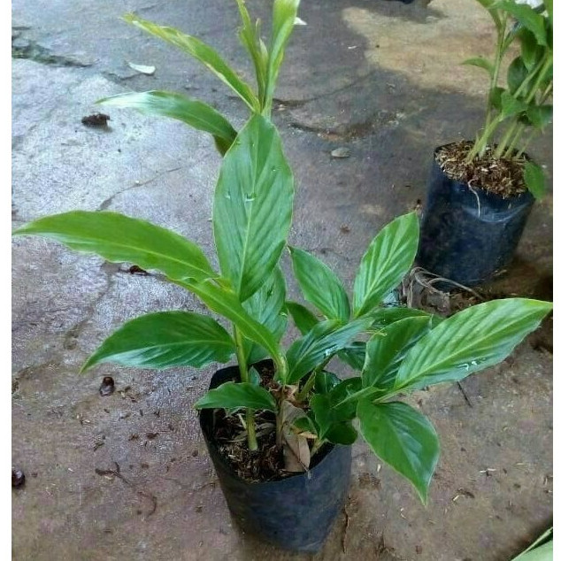 Tanaman Herbal Kecombrang - Bibit Pohon Kecombrang Hijau / Honje Hijau