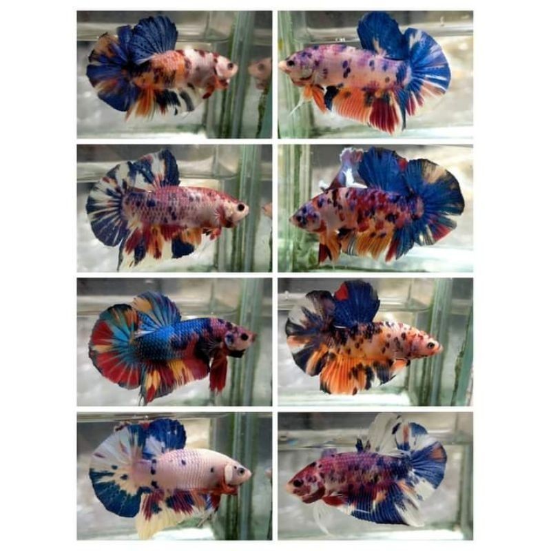 ik4n cupang  full blok 100% termurah