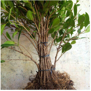 10 Pohon Bahan Bonsai Kimeng (Ficus Microcarpa) Hasil Cangkok Berkualitas