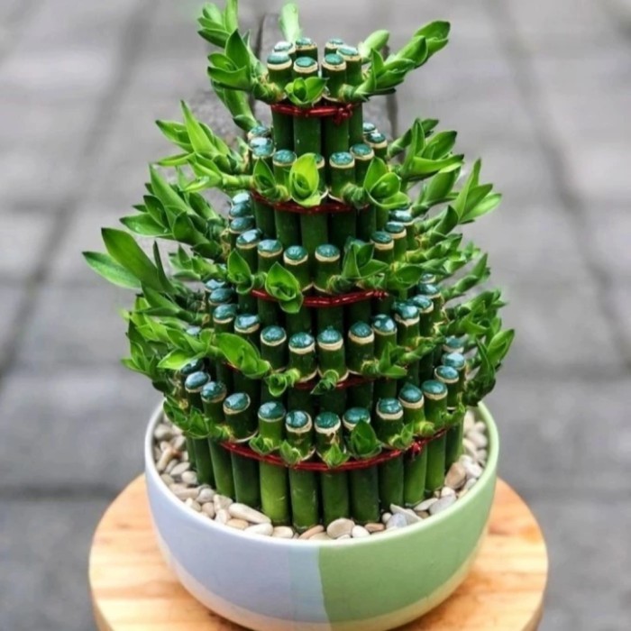 tanaman bambu hoki // tanaman hias bambu hoki