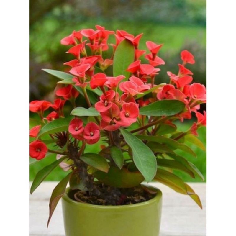 TANAMAN HIAS EUPHORBIA PINK MILI//EUPHORBIA MILLI