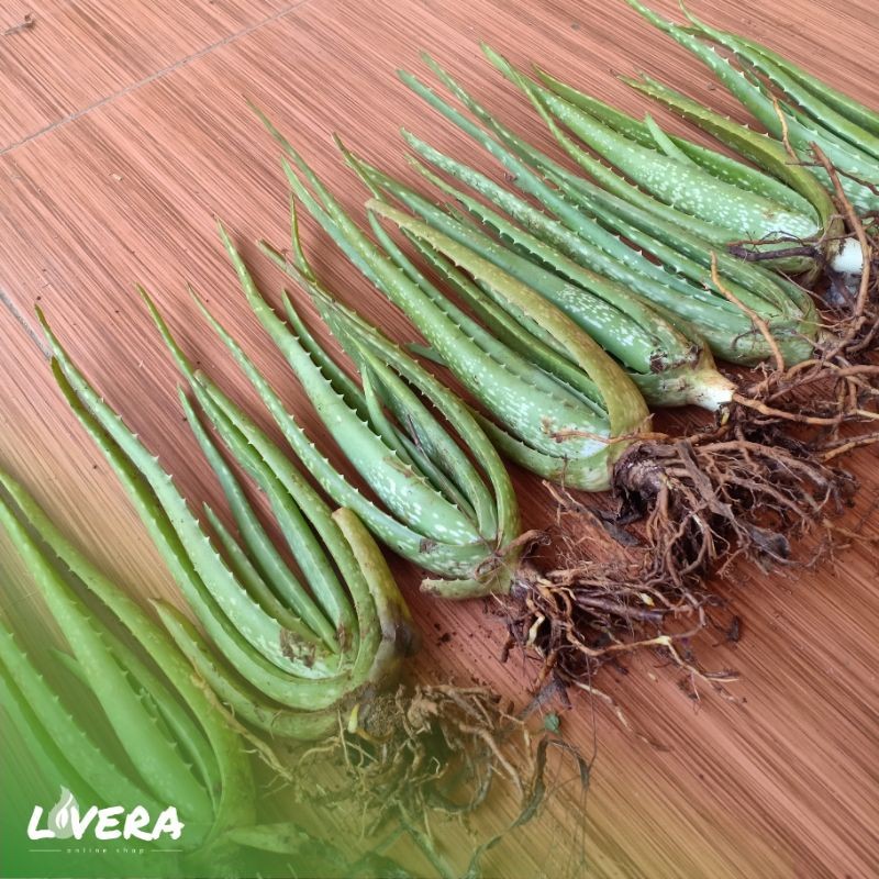 Bibit Unggul Tanaman Lidah Buaya JUMBO PONTIANAK