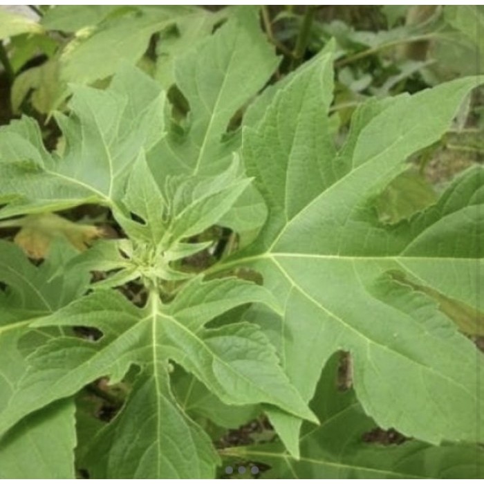 

Daun insulin 1kg daun herbal diabetes - 1kg