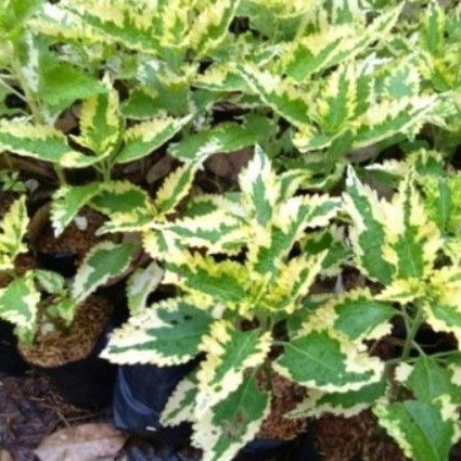 TANAMAN HIAS MIANA HIJAU PUTIH