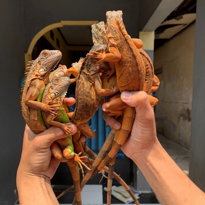 SALE -SUPER RED IGUANA ±50-70cm MULUS/MEWAH/PEDAS