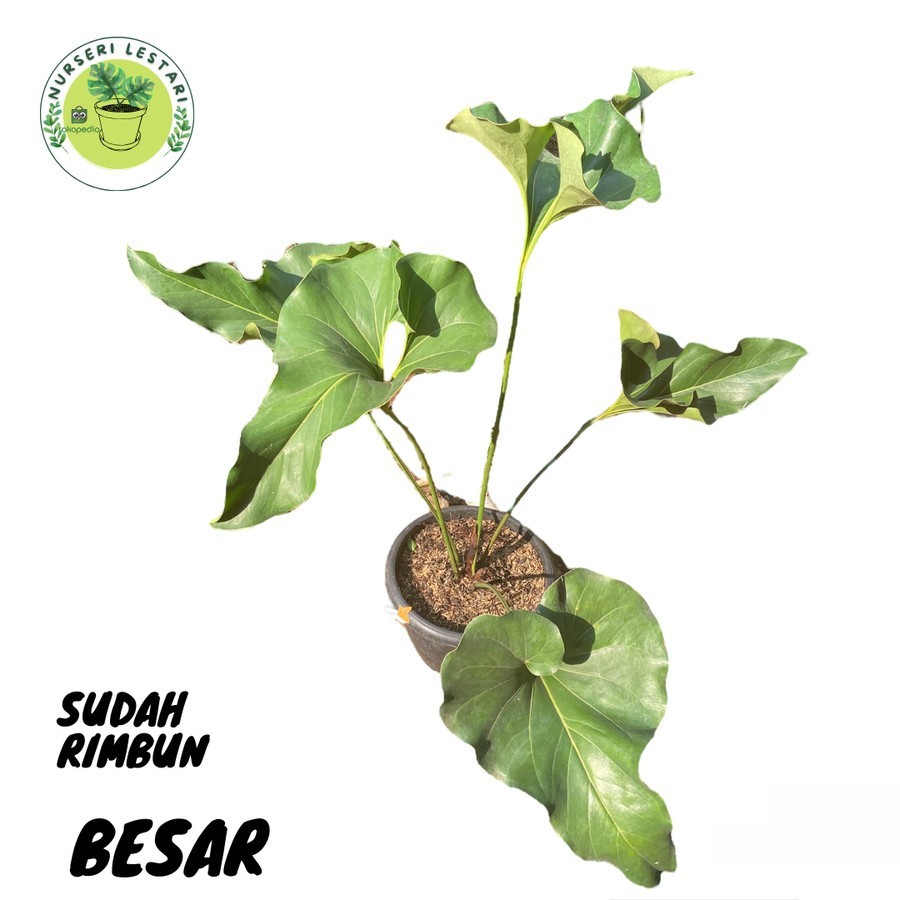 Anthurium Corong Big Size Ukuran Besar - Anthurium Brownii