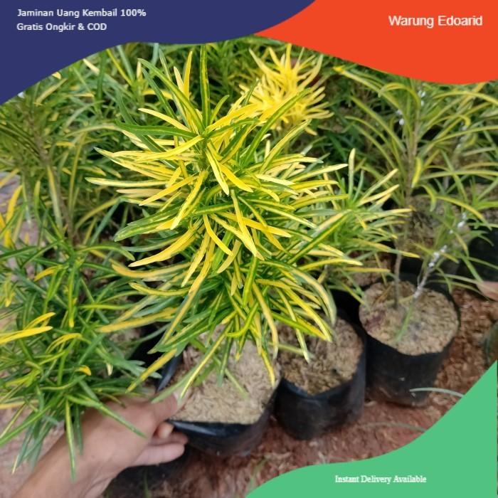 Tanaman Hias Puring Teri Rimbun