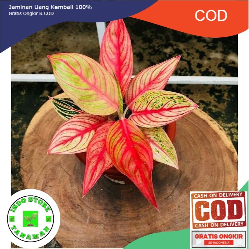 BIBIT ANAKAN TANAMAN HIAS AGLONEMA LEGACY TULANG MERAH DAUN 1-3