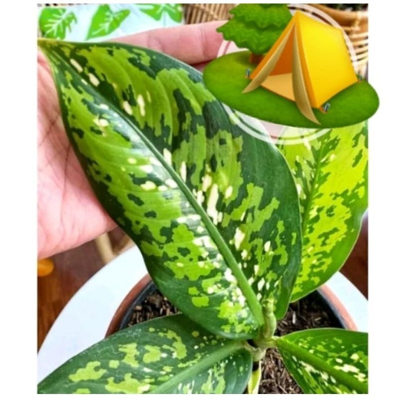 KOKOWA FLORA Tanaman Hias Aglonema Difen Army Cantik segar