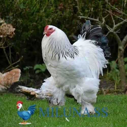 

FERTIL TELUR AYAM hias brahma siap ditetaskan