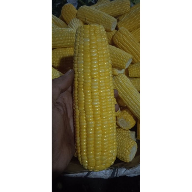 

Jagung Manis Kupas 500gr