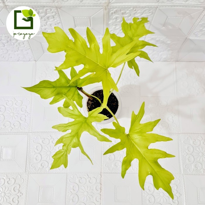 Philodendron Warscewiczii Aurea Flavum / Philodendron Golden Finger