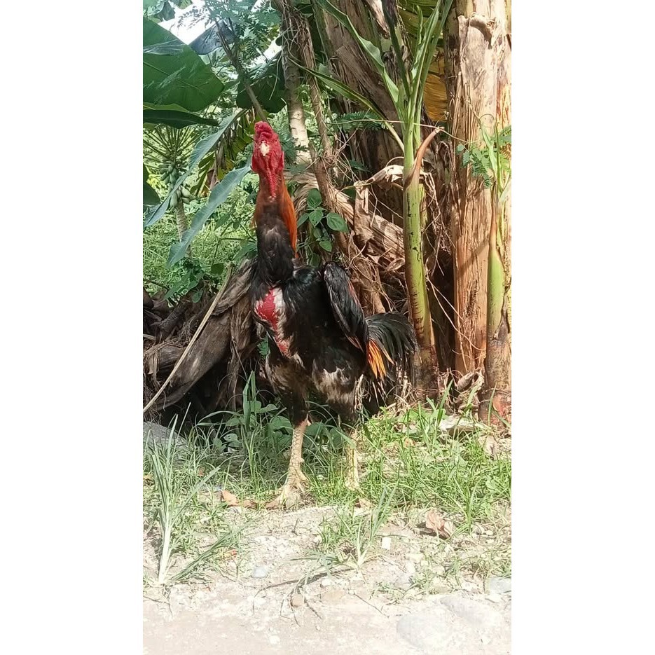 

Fertil Telur ayam bangkok shamo taiwan / ayam petarung aduan untuk ditetaskan