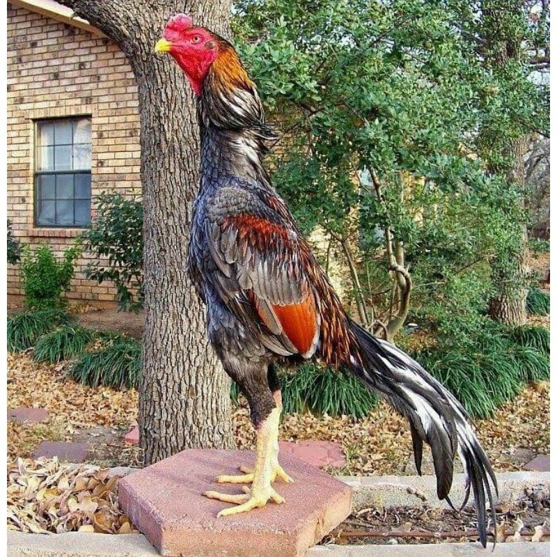 

Fertil OSHAMO EROPA FERTIL FRESH