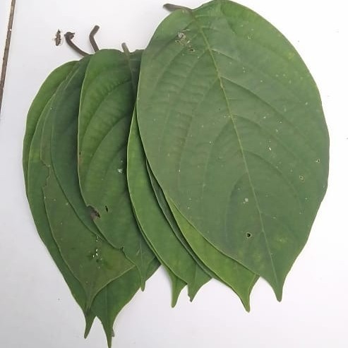 

daun kentutan sembukan herbal