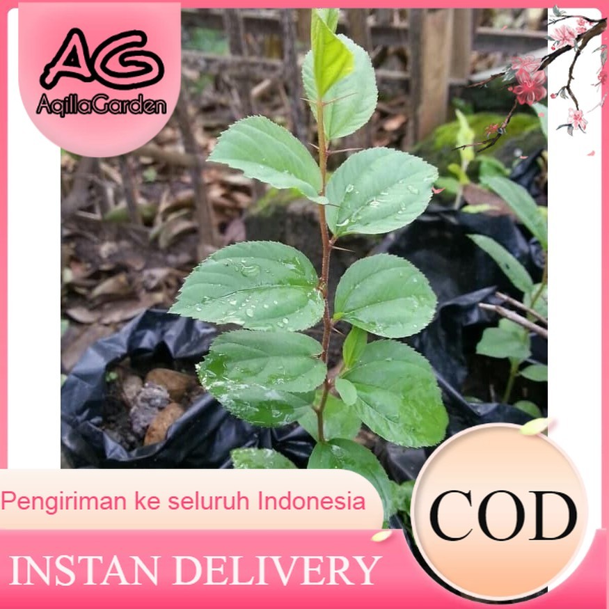 bibit bidara arab sidr / bibit tanaman bidara arab / sidr / tanaman bidara arab / pohon bidara arab