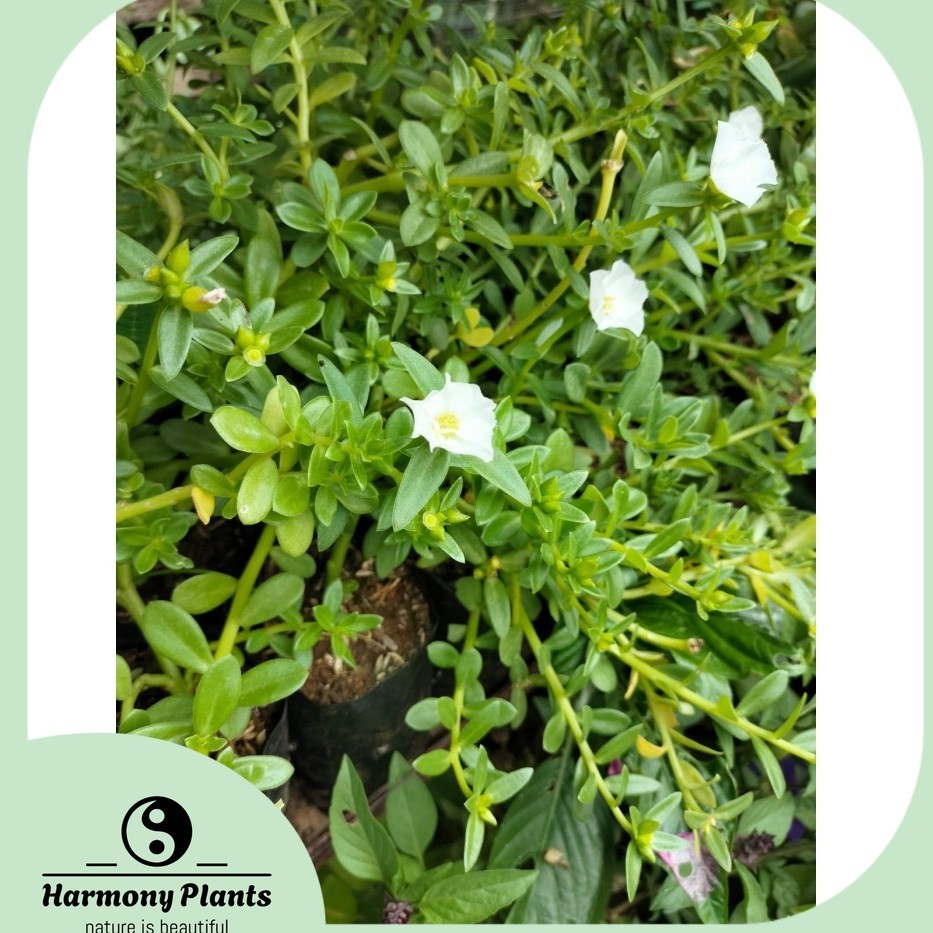 Benih Tanaman Hias Krokot Portulaca Bunga Putih