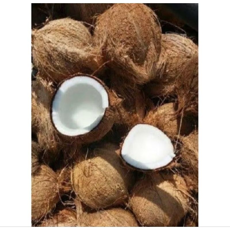 

kelapa tua utuh pres baru petik