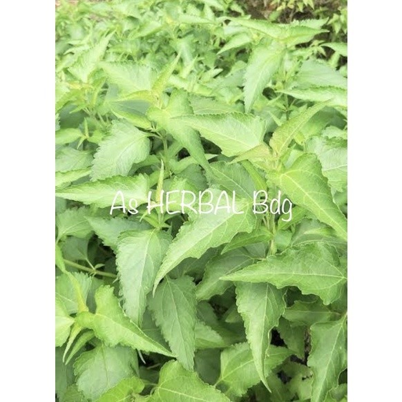 

Daun segar kirinyuh marenggo / daun seglan 1 kg fresh