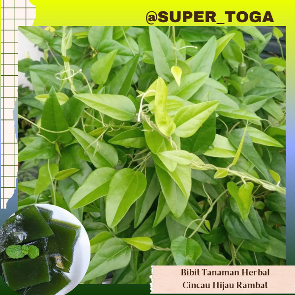 BIBIT CINCAU RAMBAT (HIJAU) cincau jelly bibit cincau jelly bibit cincau hijau bibit cincau jeli bib