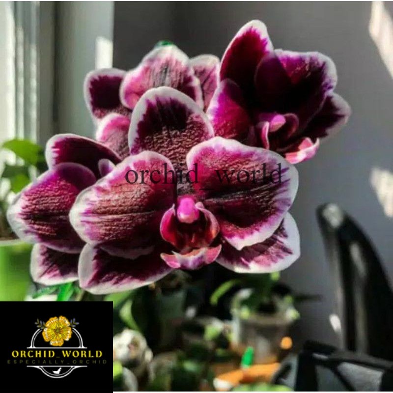 Batang/Bonggol Anggrek Dendrobium BLACK JACK