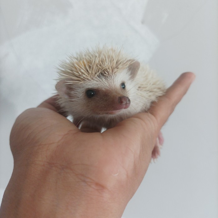 SALE -anakan landak mini