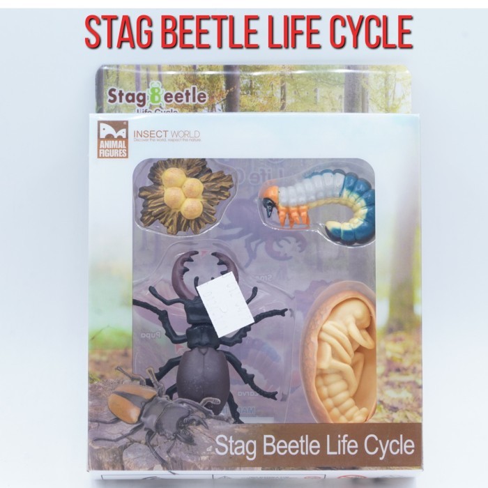 KORI Stag Bettle Insects Life Growth Cycle Siklus Hidup Kumbang Rusa Lucanidae Serangga Figure Binat