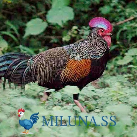 

FERTIL TELUR AYAM hutan x jawa bekisar siap ditetaskan - hutan