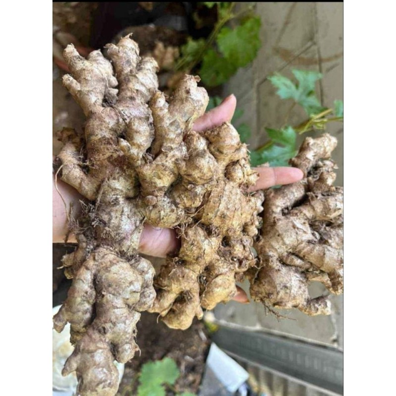 

Obral Jahe Emprit Segar Pedas Fres Cuci Bersih 1Kg
