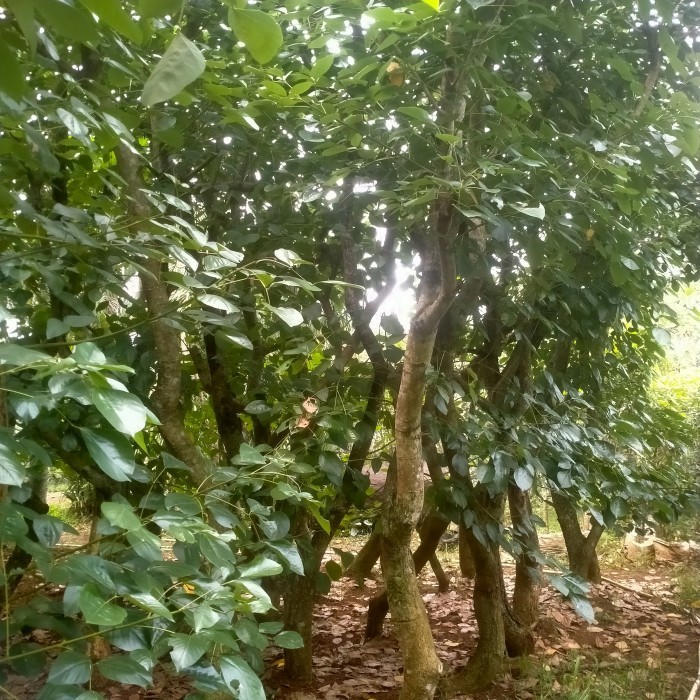 pohon Dadap merah/pohon pelindung