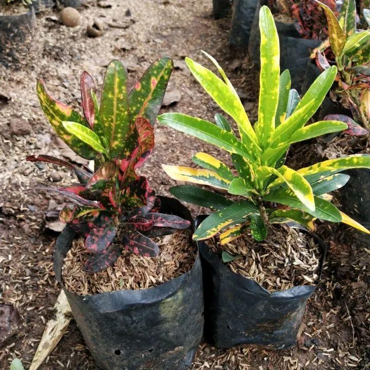 Paket 2 Tanaman puring cabe merah dan kuning / puring cabe / pohon puring merah / puring kuning