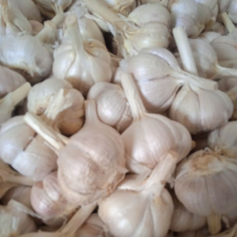 

KATING BERSIH KULIT 250g