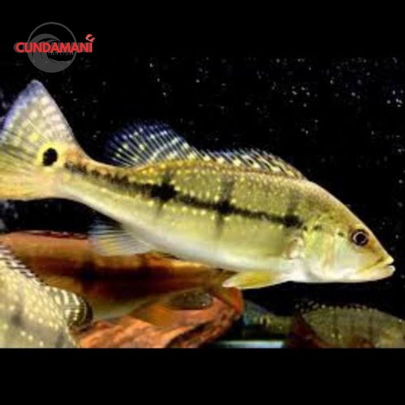 Super promo  Pbass Xingu Pure Size 6-7cm Realsize Bergaransi Cod Pbass Orinoco Pbass Pinima Good Mar
