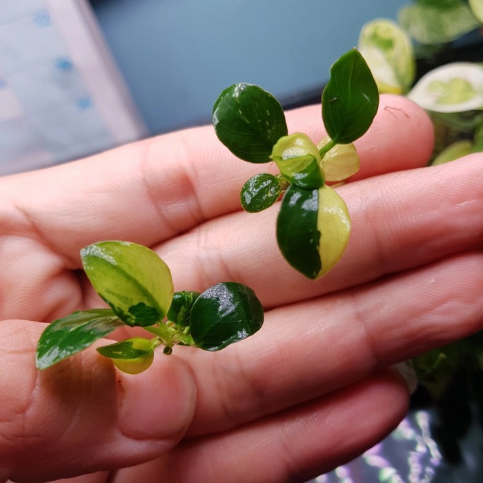 promo  -anubias panda