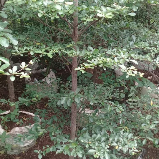 pohon ketapang kencana tingi 2 meter