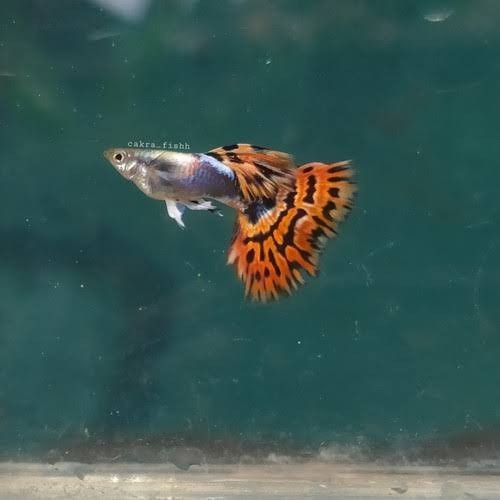 Ikan Hias Guppy Snakeskin Red Ivory Big Ear - betina