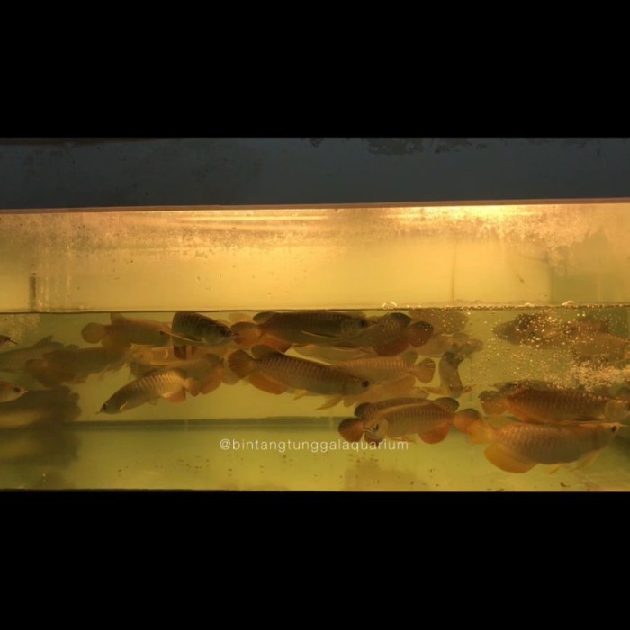 Arwana / arowana golden crossback lokal ( riau ) 20-22cm